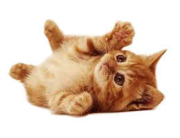 японский корм для кошек